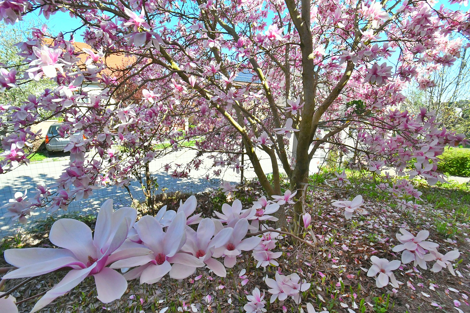 Húsvét vasárnapi virágos séta Székesfehérváron